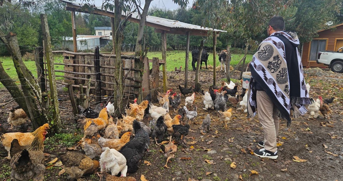 Gallinas sueltas alimentándose en el patio del campo, con vacas al fondo y una persona con manta tradicional.