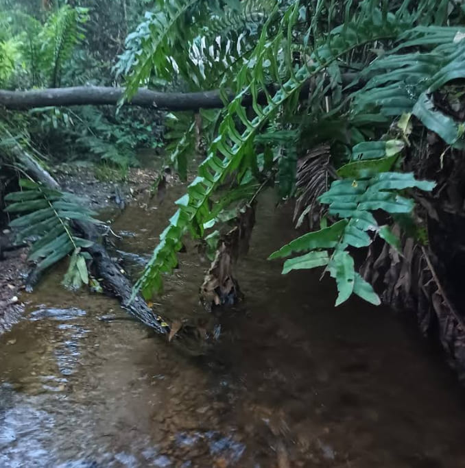 Estero con helechos cruzando el bosque nativo del terreno