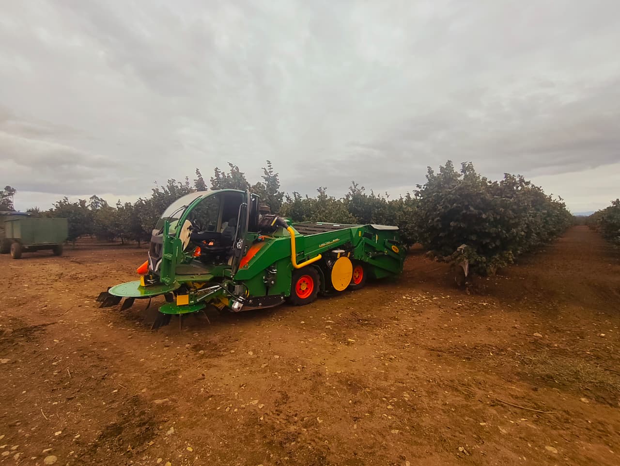 Cosechadora Monchiero trabajando en huerto de avellanos