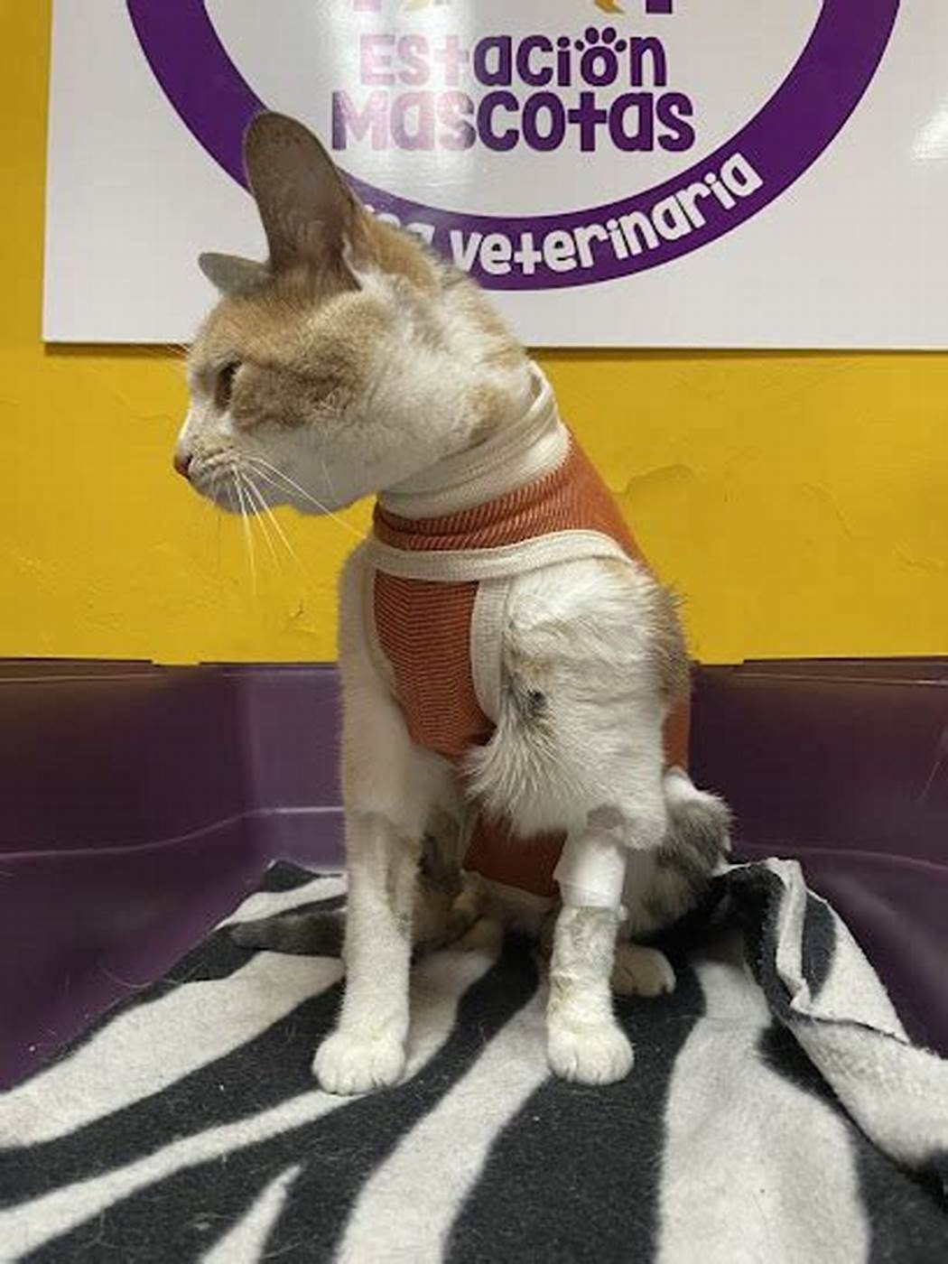 Gato con chaleco sobre la camilla de consulta, con el logo de la clínica en la pared.