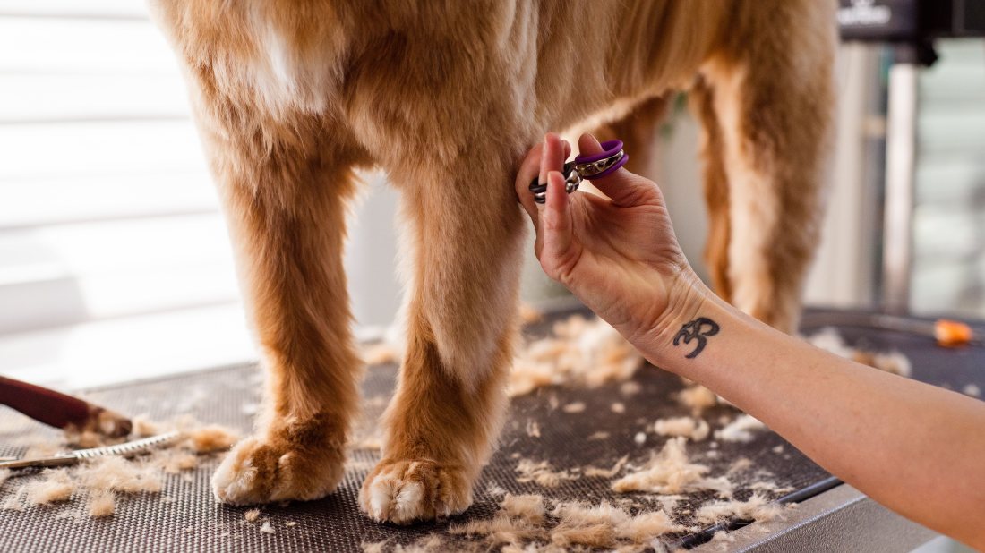 Tijera despejando el pelo de las patas de un perro sobre la mesa de trabajo.