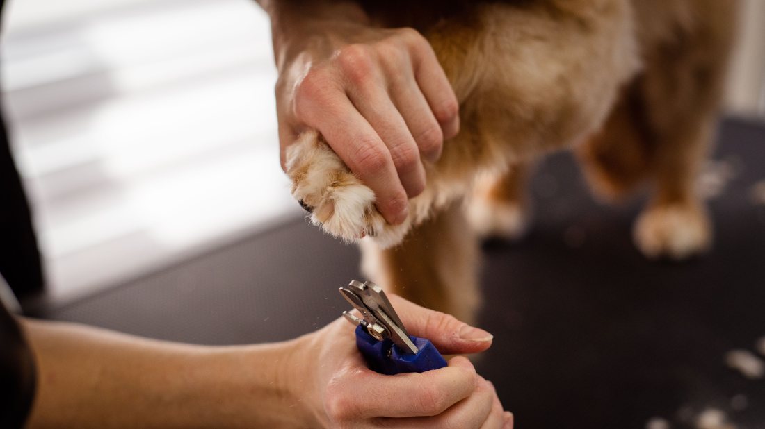 Corte de uñas a un perro, sujetando la pata con las dos manos.