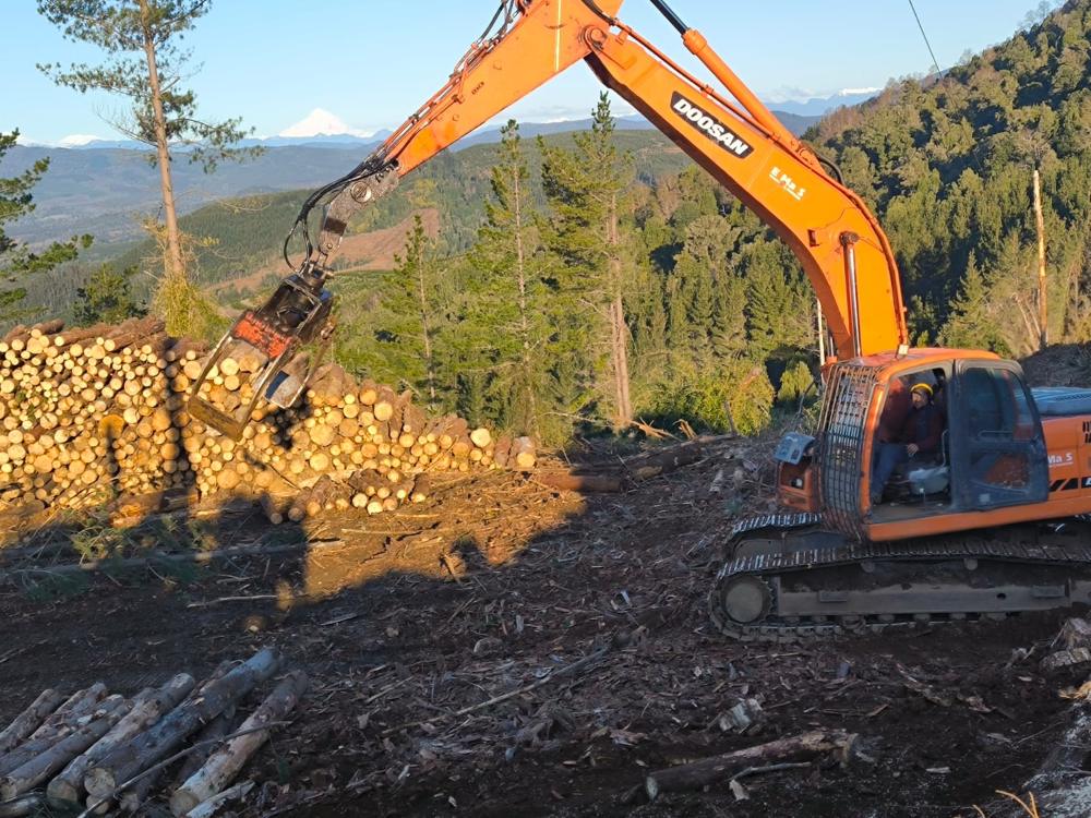 Excavadora Doosan DX225LC-A con garra forestal trabajando al atardecer junto a una ruma de trozas