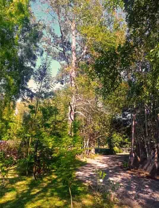 Sendero de tierra entre árboles altos dentro del recinto, con pasto y una bicicleta apoyada a un costado.