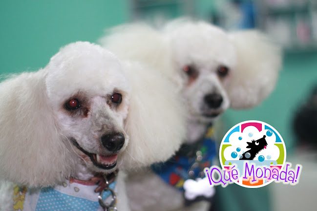 Dos poodles blancos recién tusados, con pañoleta puesta, mirando a la cámara.