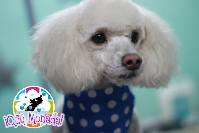 Poodle blanco con pañoleta azul de lunares, recién peluqueado.