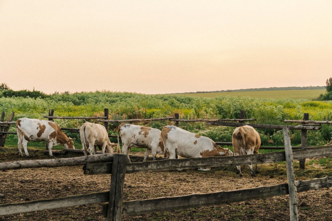 Vacas comiendo junto a un cerco de madera.