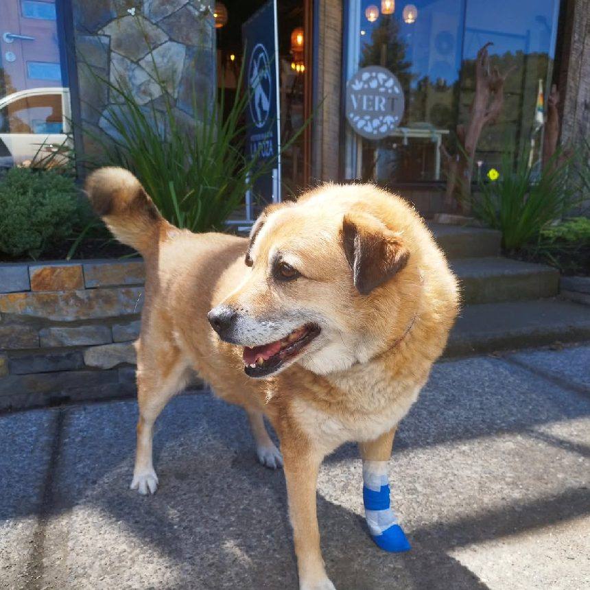 Un perro con botines espera en la vereda frente a la entrada de la veterinaria.