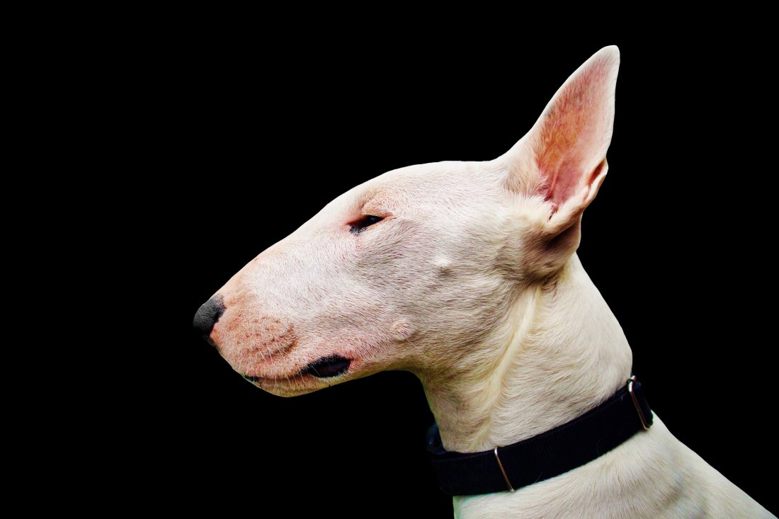 Perro grande de pelaje claro caminando sobre el pasto.