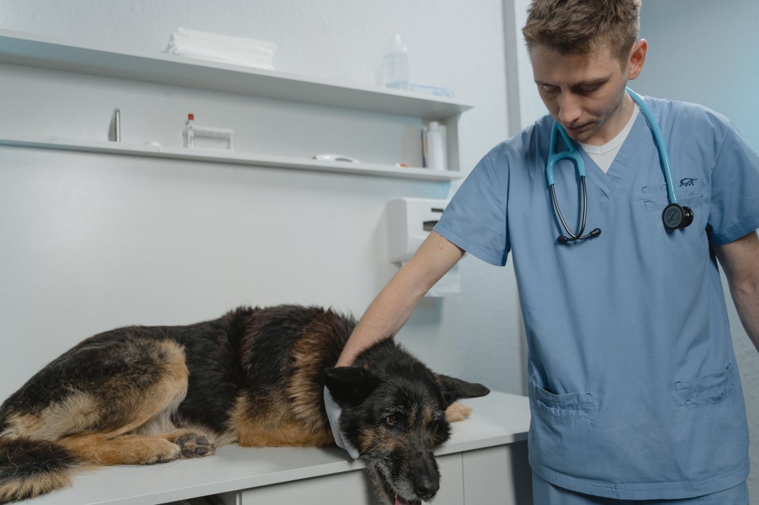 Veterinario acompañando a un perro echado sobre la mesa de consulta.