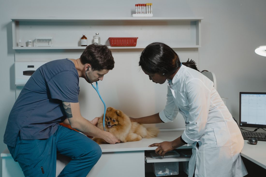 Dos profesionales atendiendo a un perro pequeño en la consulta.