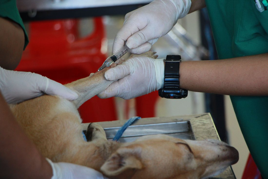 Vía puesta en la pata delantera de un perro, con guantes.